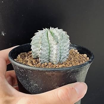 Amazon｜多肉植物：ユーフォルビア H氏実生 白ホリダ*S｜観葉植物